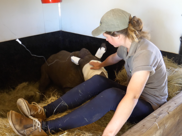 Woman petting injured rhino orphan
