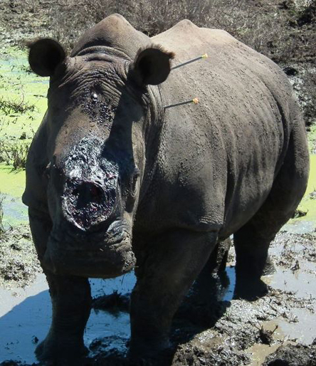 Rhino Poaching Victim