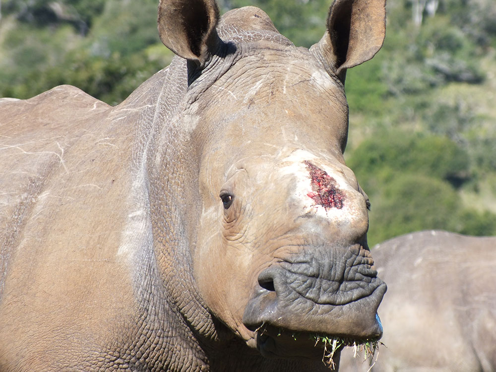 Thandi