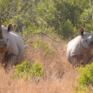 Image of two rhinos in field