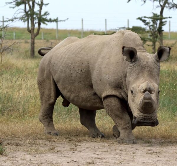 sudan the rhino walking