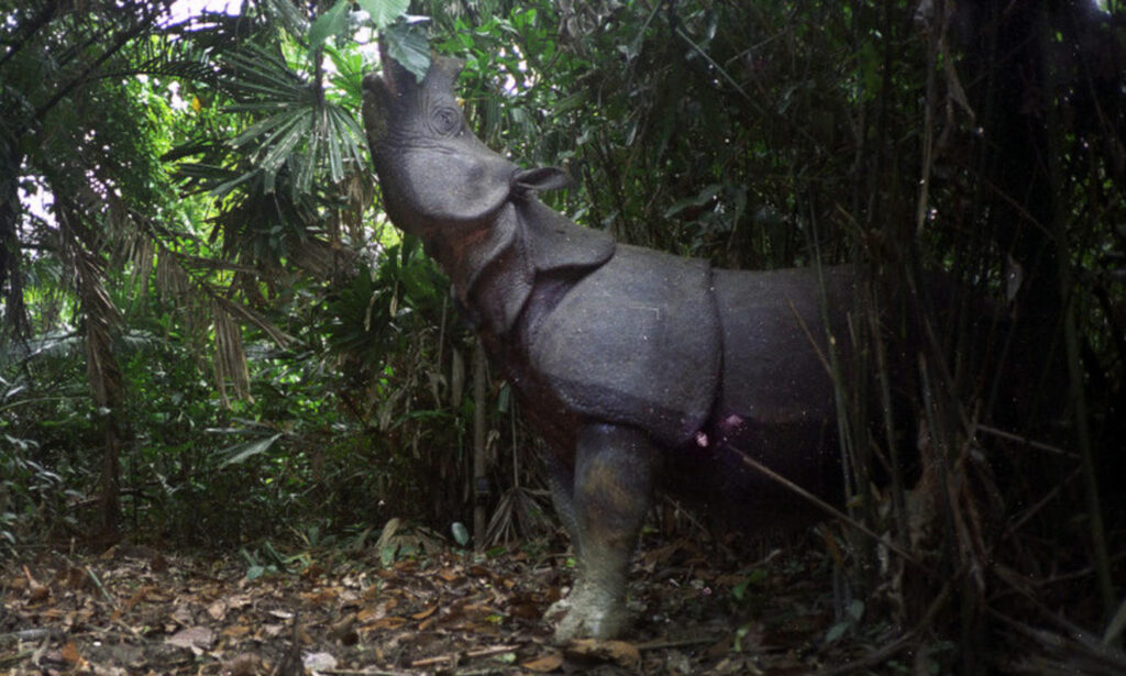 Javan Rhino