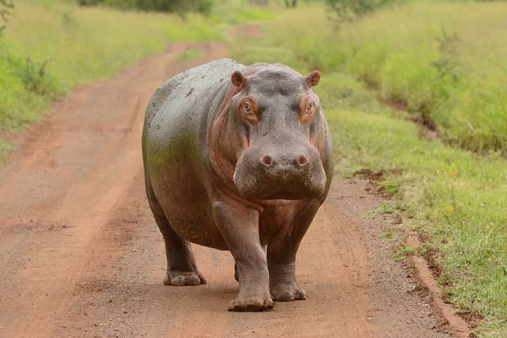 Hippo Charlie