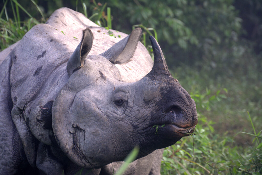 Greater One Horned Rhino