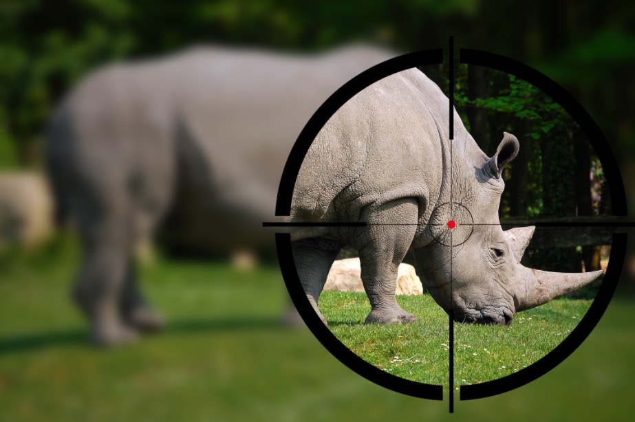 Trophy Hunting