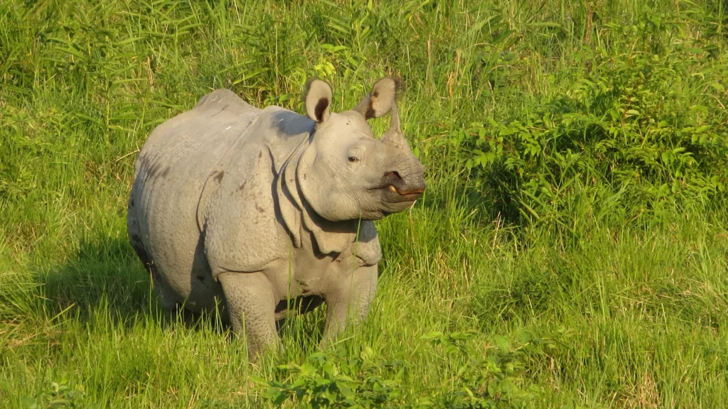 Greater One Horned Rhino