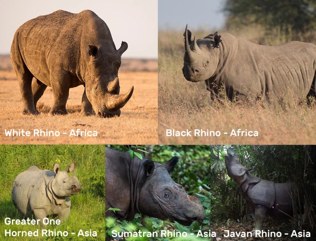 5 Rhino Species