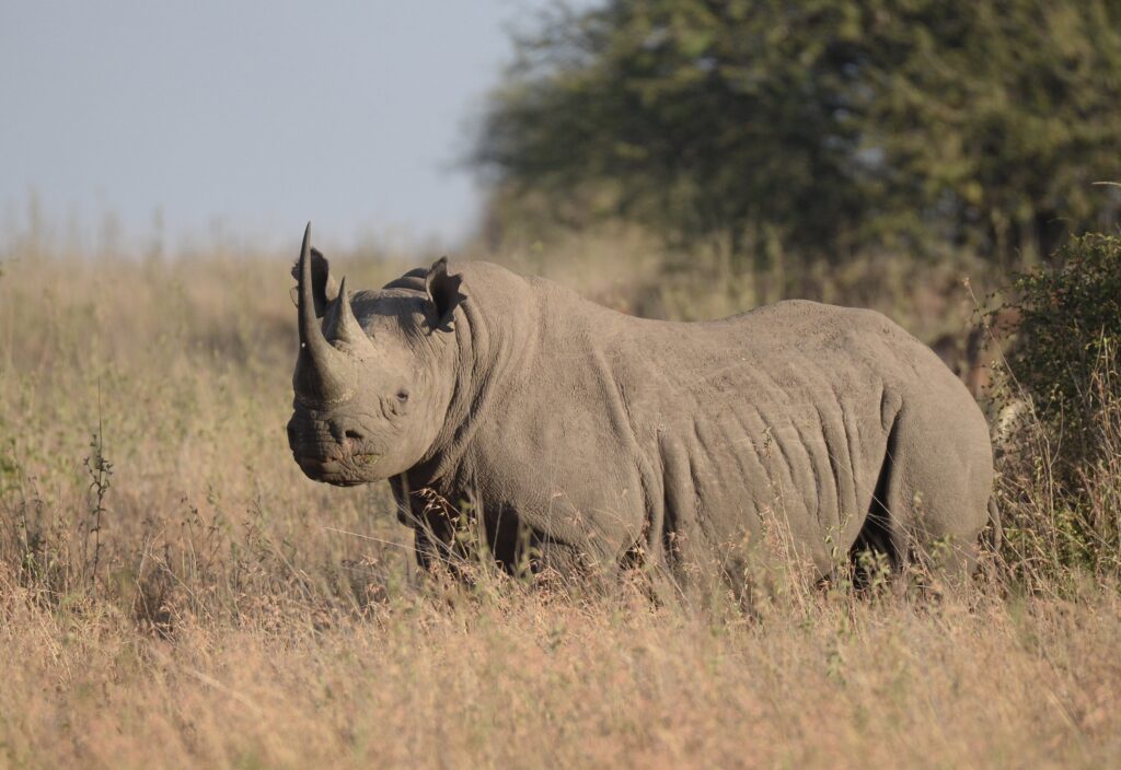 Black Rhino Alone