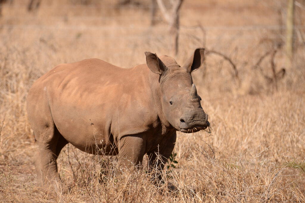 Rhino Eating 1