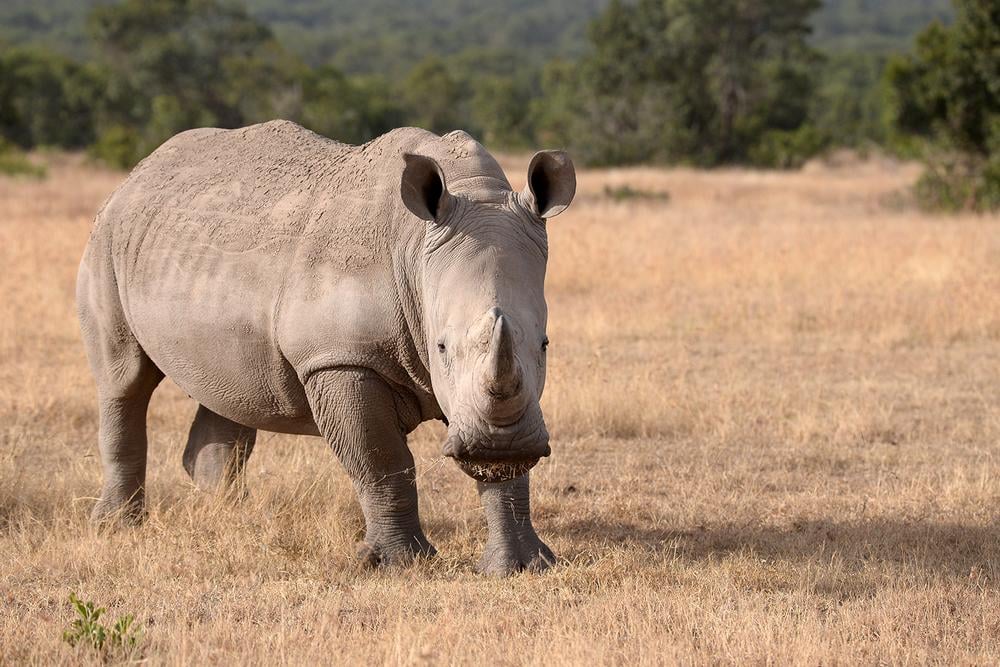 Be More Rhino