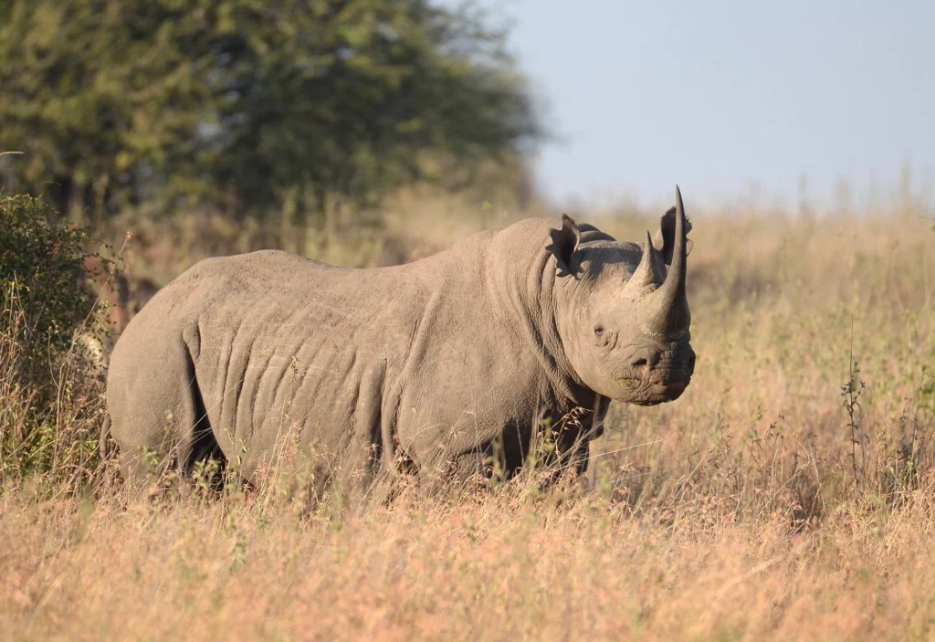 Black Rhino