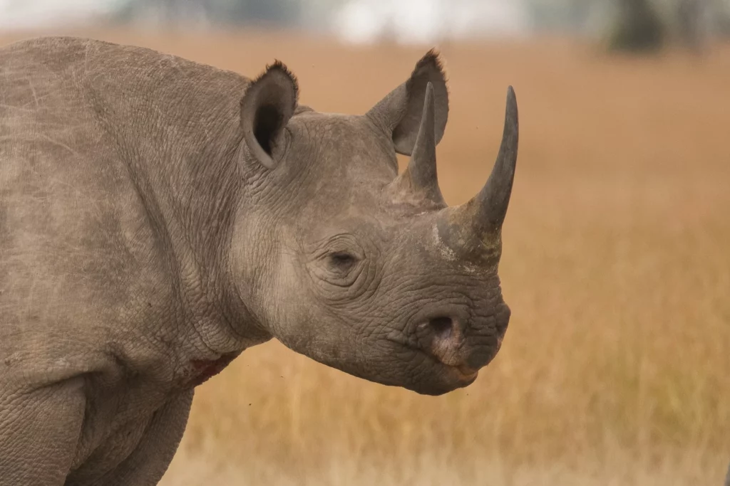 Rhino 1