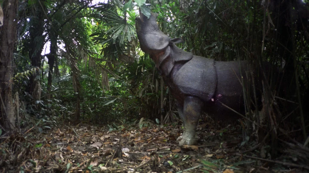 Javan Rhino