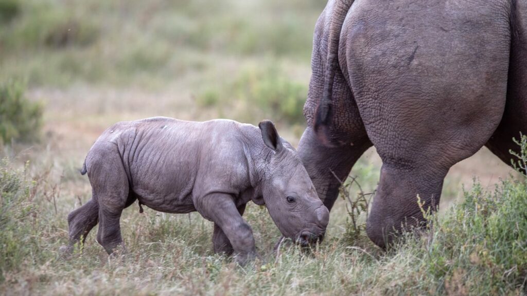 Thandi Calf 4