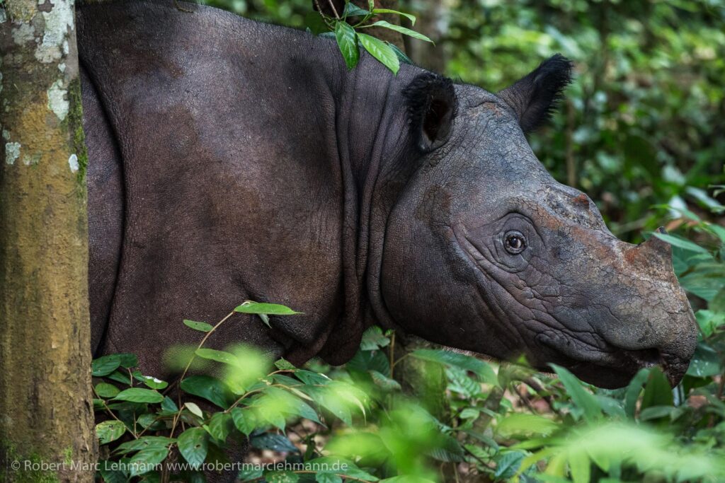 Sumatran Rhino