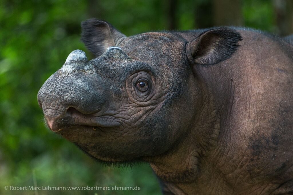 Sumatran Rhino Robert Marc Lehmann