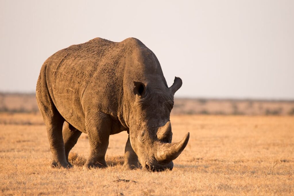 White Rhino at Dusk